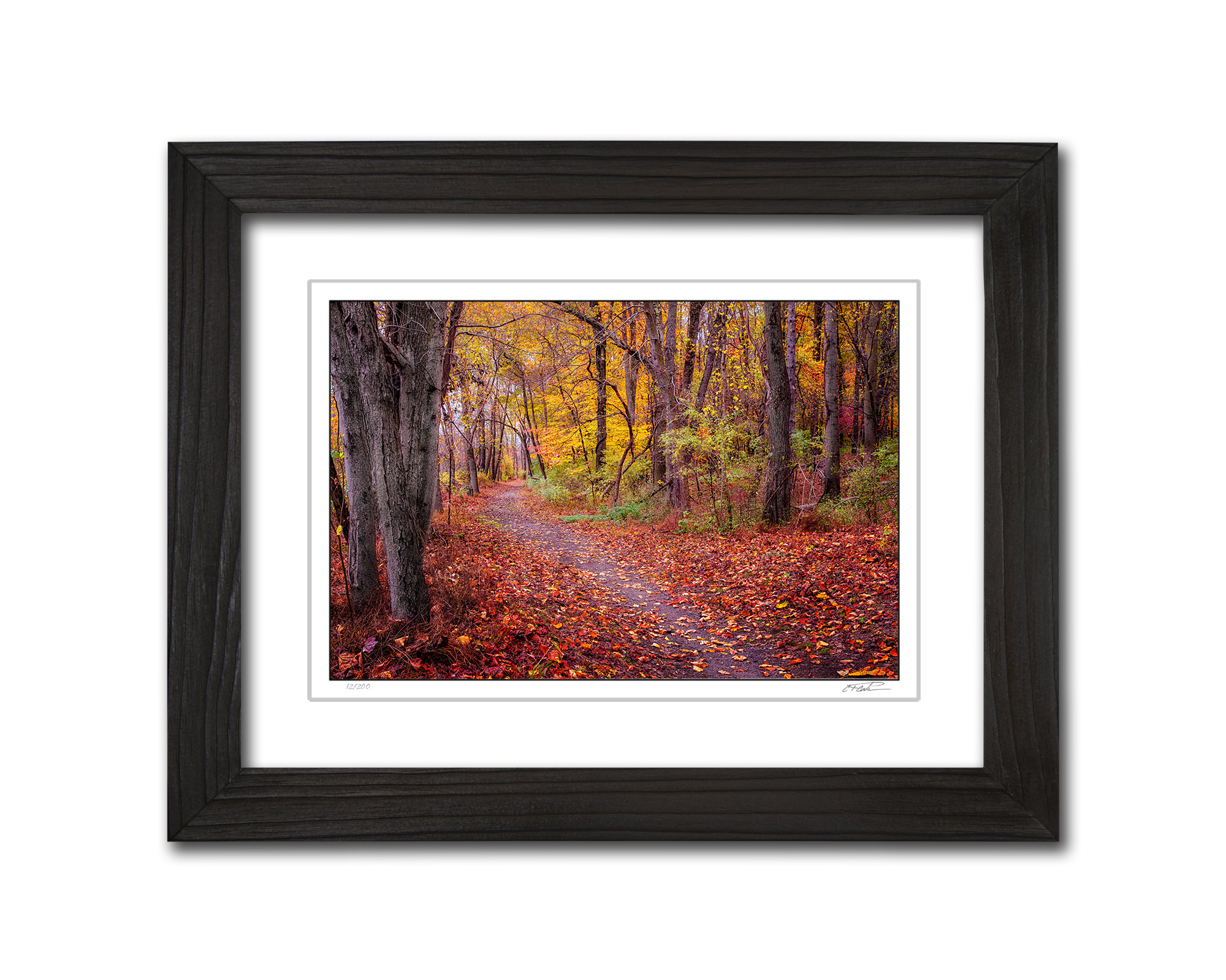 Framed Valley Forge Autumn Path, Photography by C.T. Costa